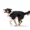 Airshooter Automatic Dog Ball Launcher Remote Control-1
