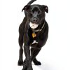 Airshooter Automatic Dog Ball Launcher Remote Control-5