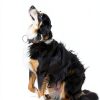 Airshooter Automatic Dog Ball Launcher Remote Control-2